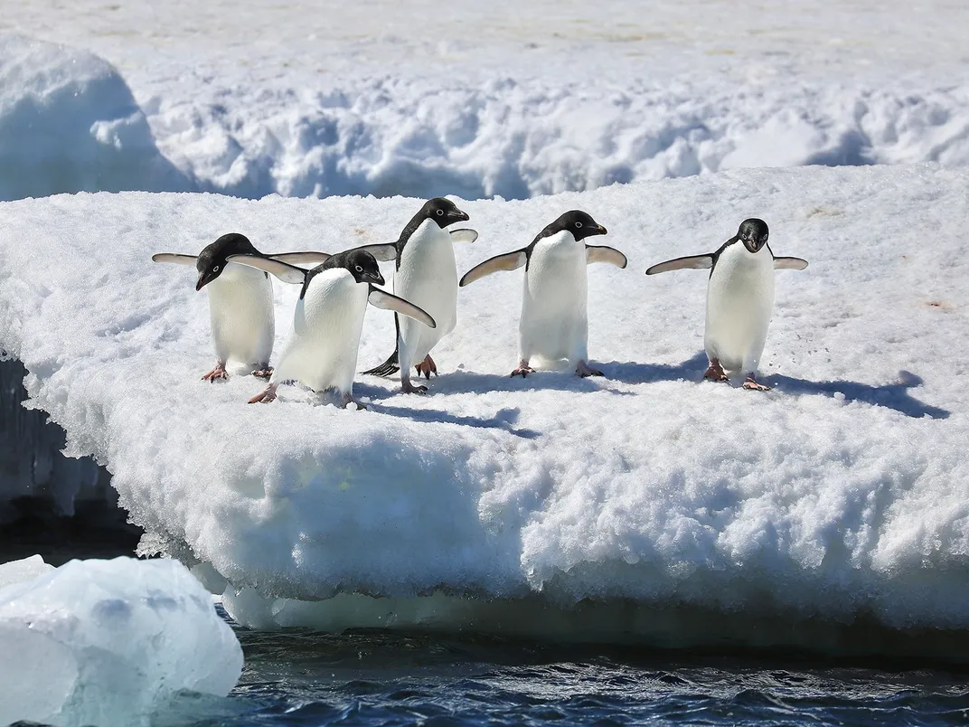 Adélie Penguins