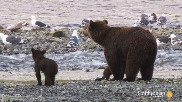 Preview thumbnail for These Grizzly Cubs Don't Know What to Do With Their Food
