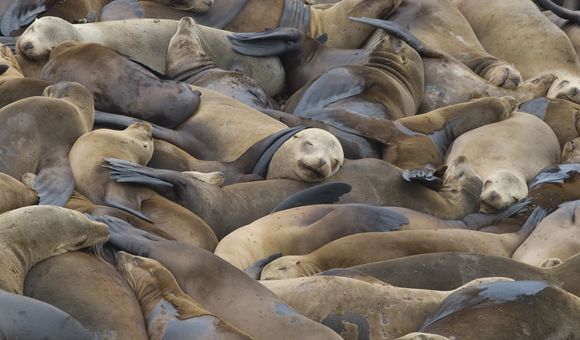 A multitude of sea lions sit very close together on a crowded beach.