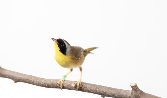 Common yellowthroats, like the one pictured here, spend their winters in coffee growing regions in Latin America.