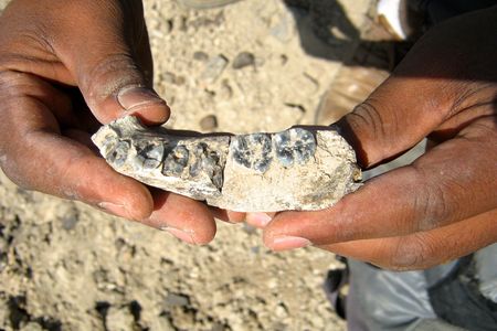 A closeup of the Ledi jaw taken just steps from where it was found in the Afar region of Ethiopia.