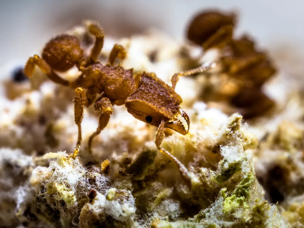 https://www.smithsonianmag.com/smithsonian-institution/ants-farmed-fungi-in-the-wake-of-dinosaurs-demise-66-million-years-ago-180985193/