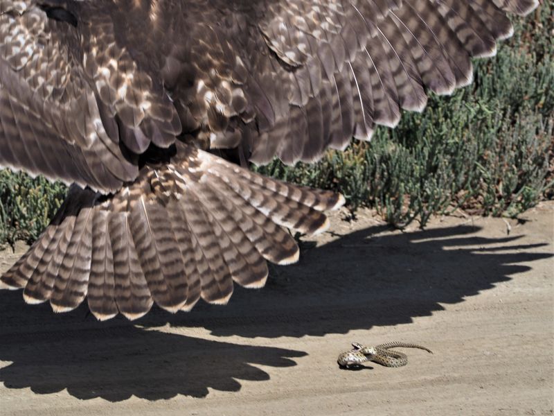 Red Tailed Hawk and Gopher snake Smithsonian Photo Contest