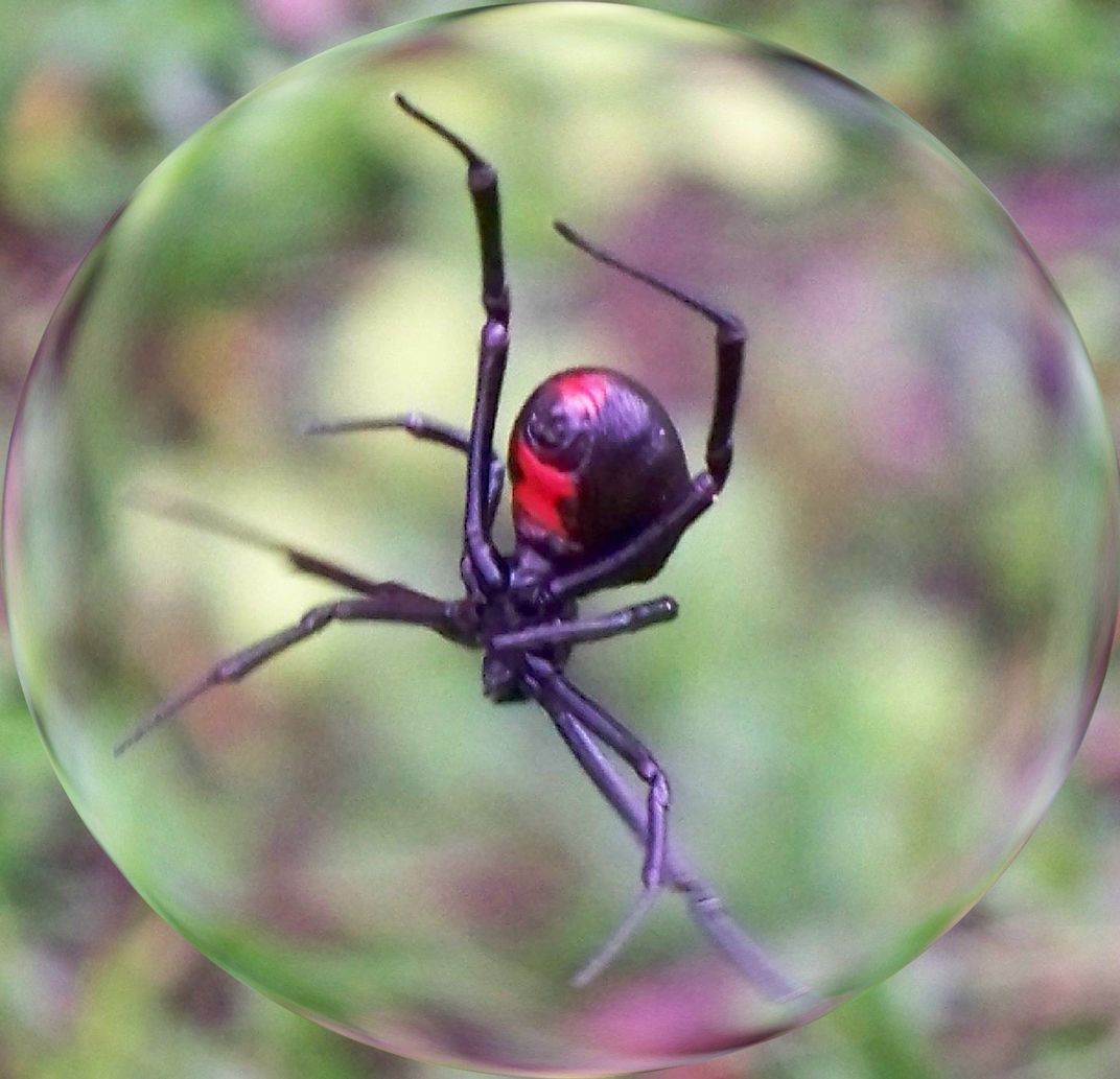 purple widow spider