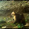 Capuchin monkeys have been monkey-napping baby howler monkeys