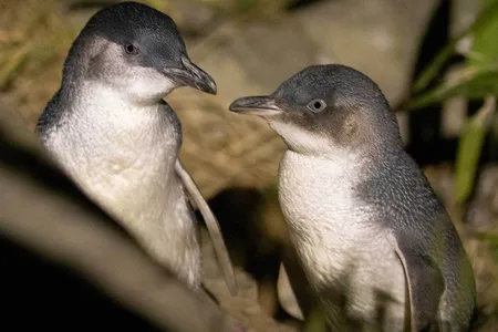 Korora,&nbsp;the world&rsquo;s smallest living penguin