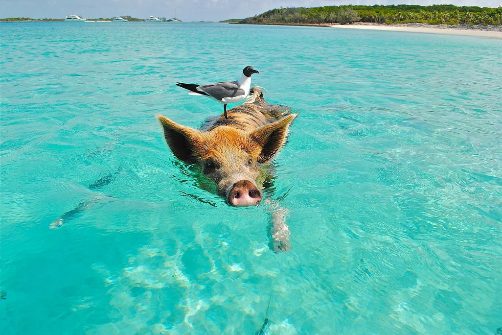 a pig swimming in the bahamas with a seagull on its head