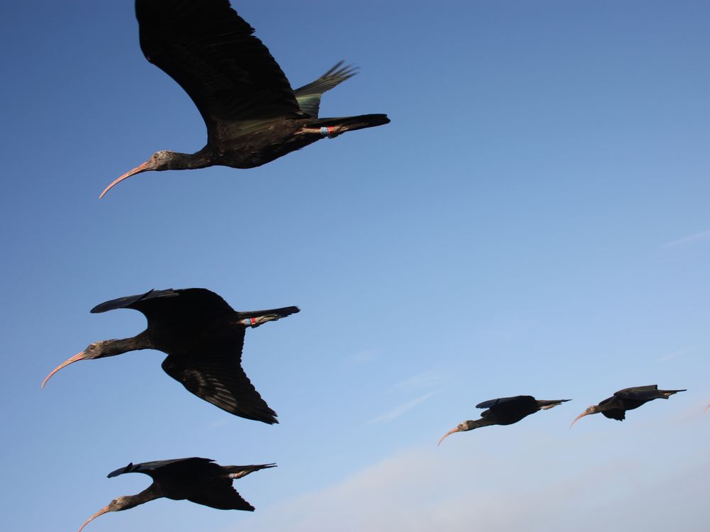 The UK's most spectacular winter bird flocks - Discover Wildlife