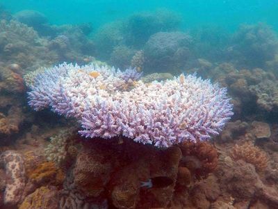 Bleached coral discovered earlier this month at Maureen's Cove in the Great Barrier Reef
