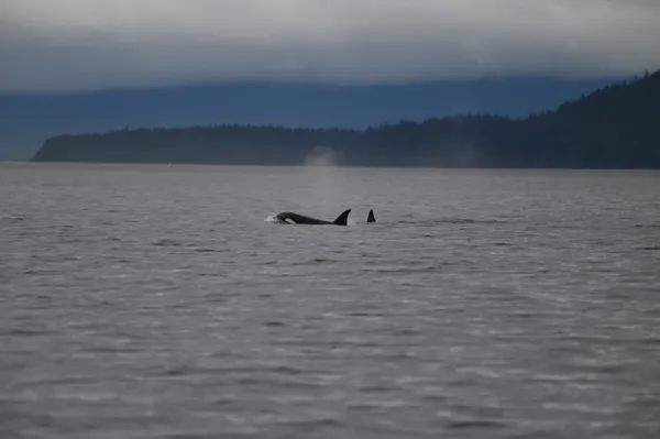 Orcas in the Bay thumbnail