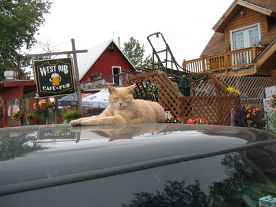 Stubbs poses on a car in a 2006 photo.