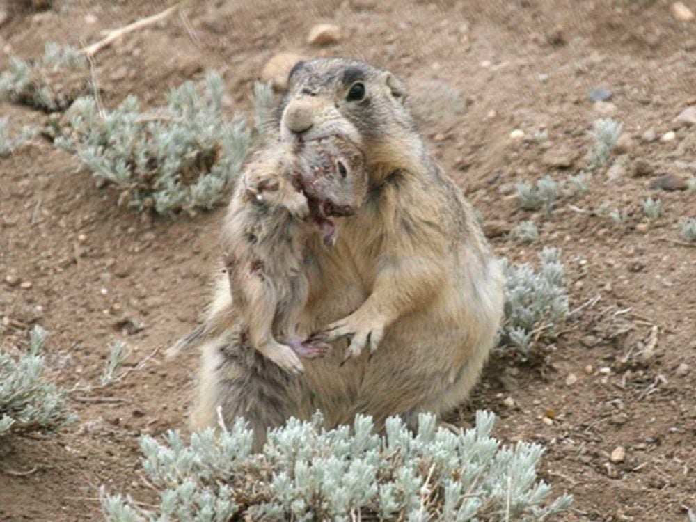 Killer Prairie Dog