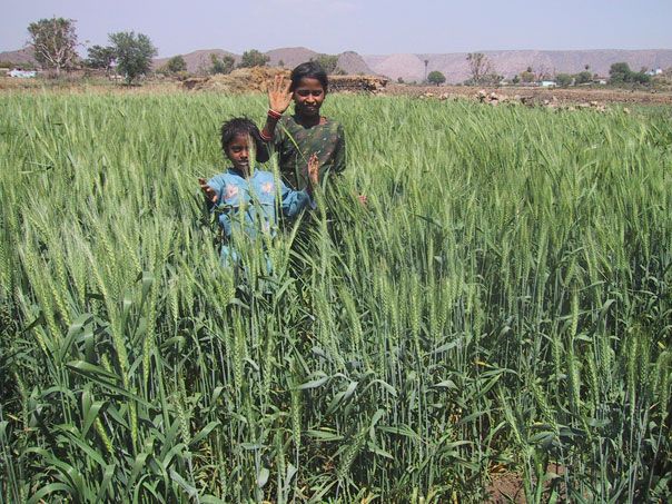 Irrigated-wheat-field.jpg