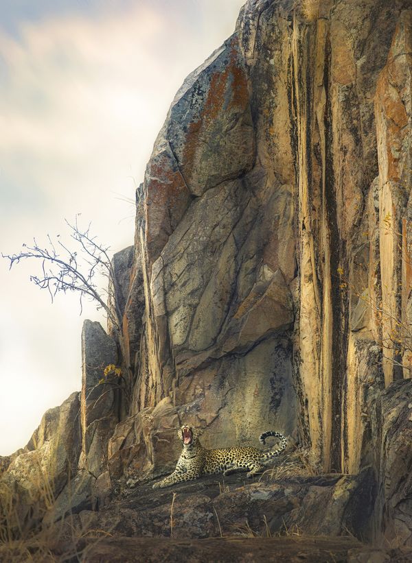 The leopard rock thumbnail