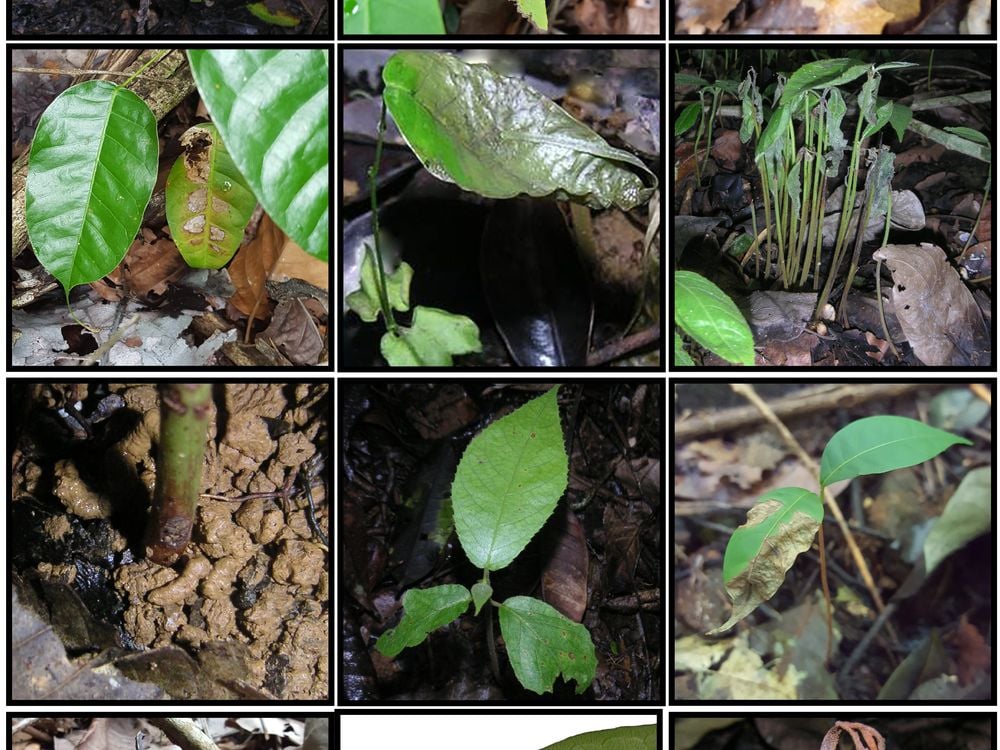 Unhealthy and dying seedlings in the forests of Panama.