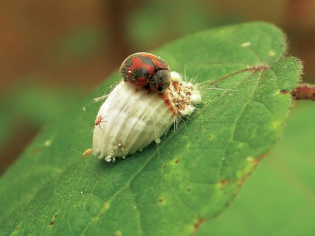 une coccinelle mange un lcerya