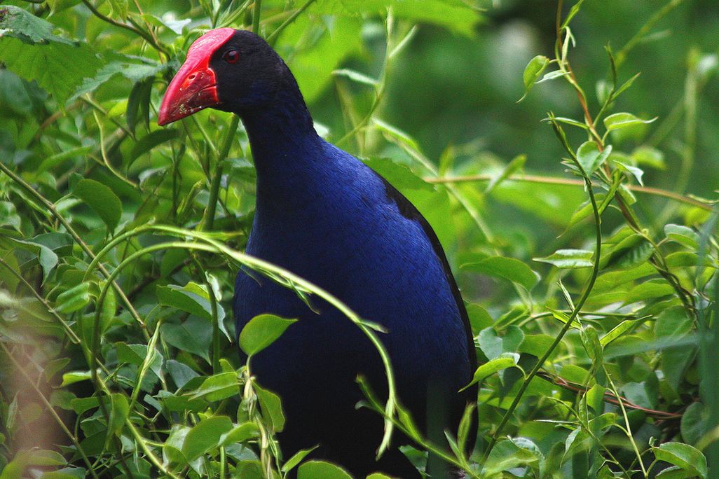 Pukeko bird