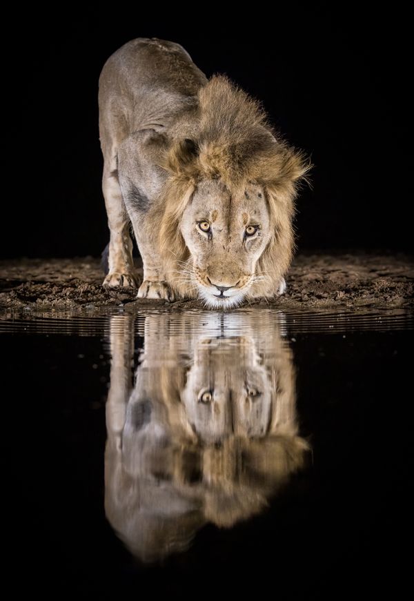 Reflecting on Lions thumbnail