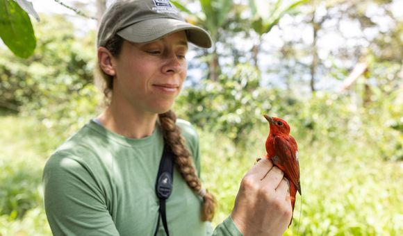 Dr. Ruth Bennett holding Summer Tanager
