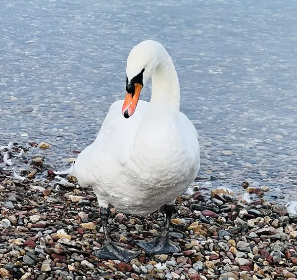 White Swan on Lake Ontario thumbnail