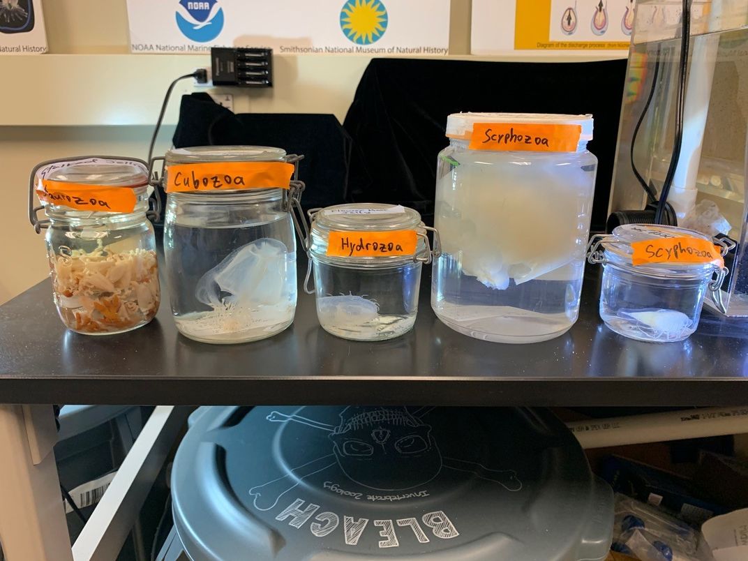 Five clear, glass jars, each holding a jellyfish in water, on a desk in an office.