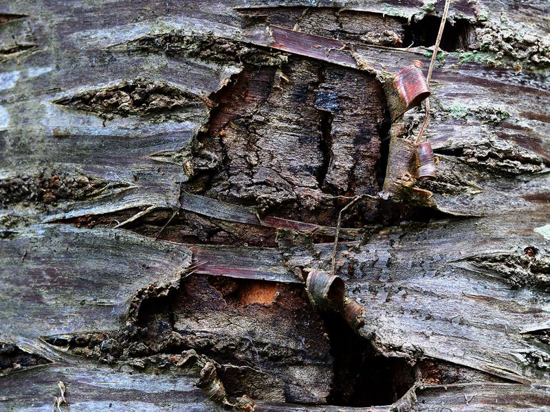 A dying tree's dessicated wood bursts its tanned bark as sections die