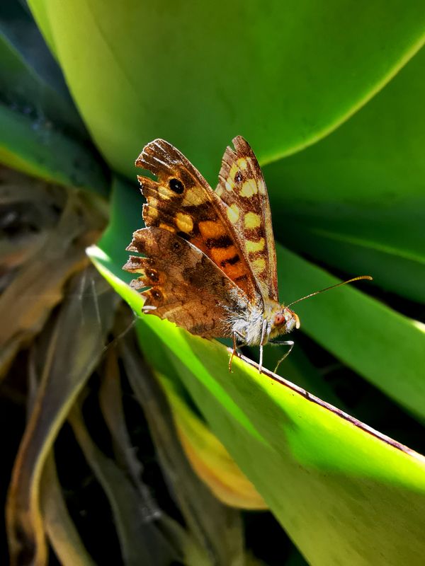 A butterfly resting on a fox tail agave thumbnail