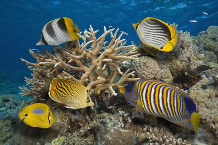 Many fish and other organisms make their home on Australia’s Great Barrier Reef. How will the massive living structure change as climate changes? 