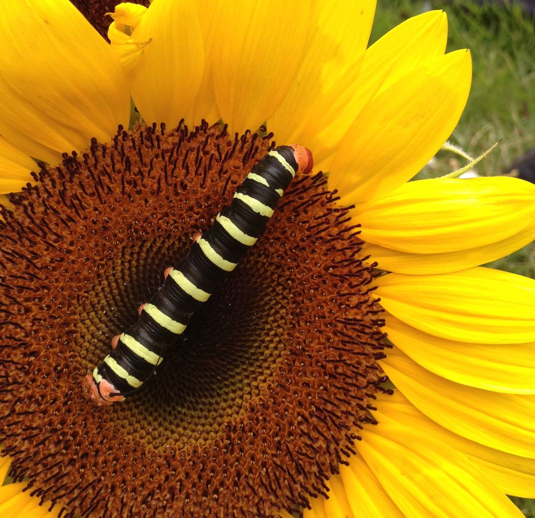 Caterpillar crawling on a sunflower Smithsonian Photo Contest