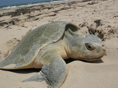Many of the stranded turtles were endangered Kemp's ridley sea turtles, like this one seen nesting.