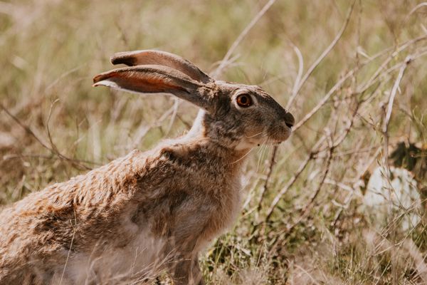 Sumertime Jackrabbit thumbnail