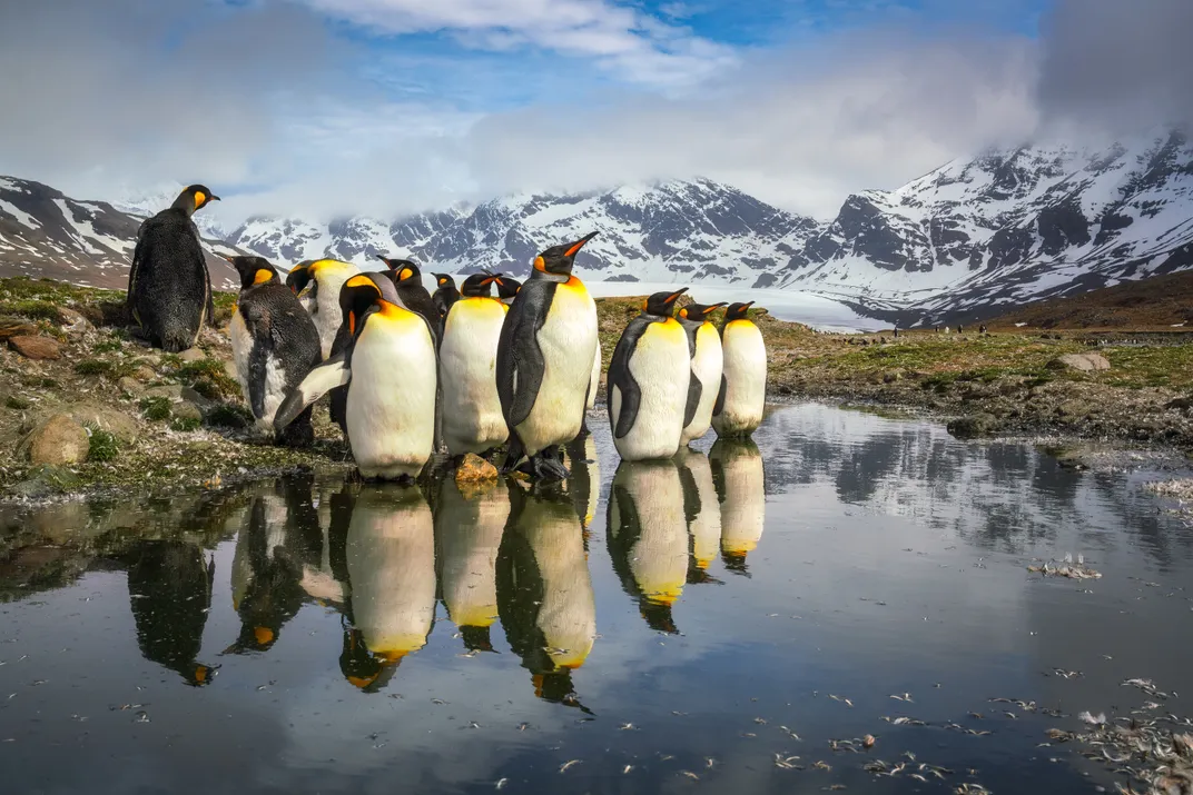 2 - South Georgia and the South Sandwich Islands, a British territory near Antarctica, is home to a quarter of all penguins on earth.