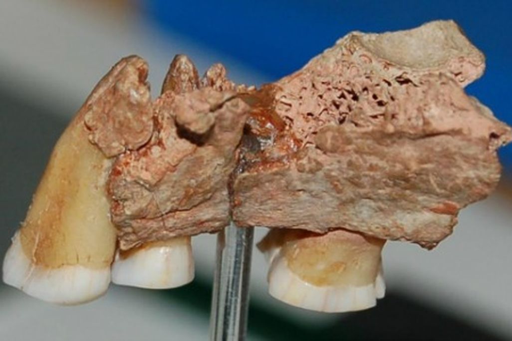 This jaw from Kent’s Cavern