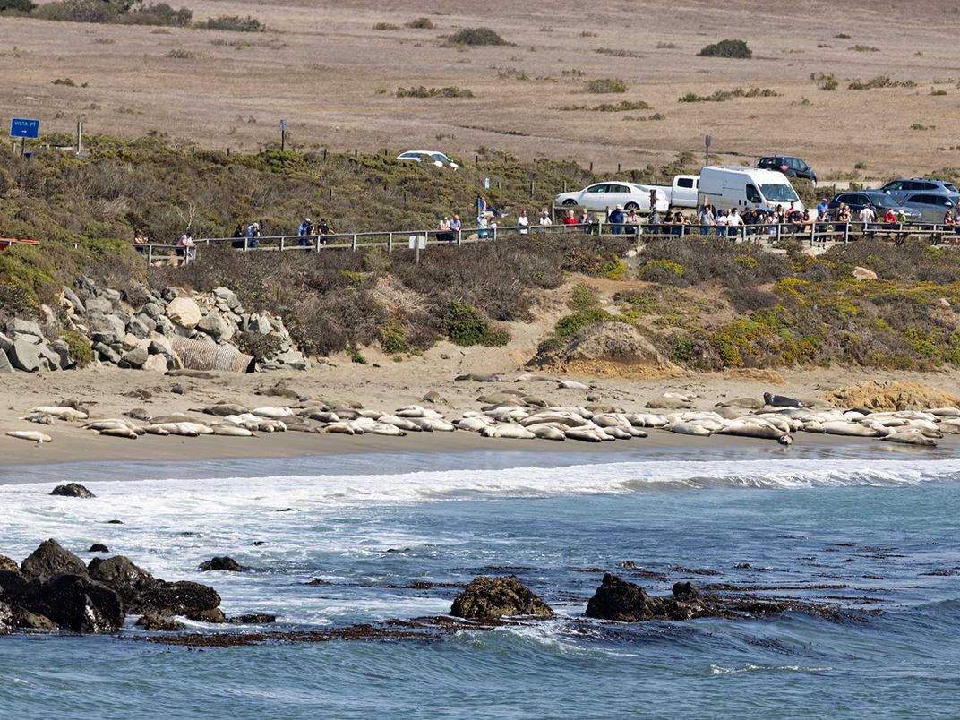 Elephant Seal Viewing Area