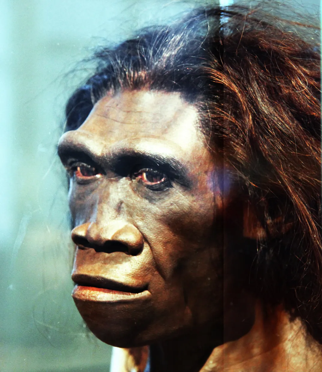 A creative interpretation of Homo erectus