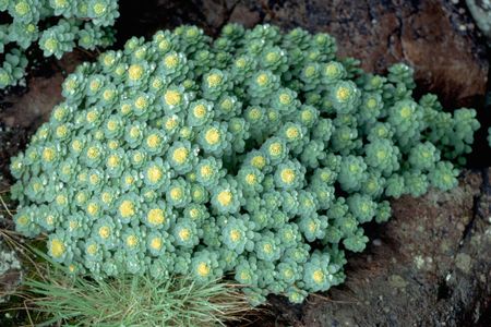 Rhodiola rosea