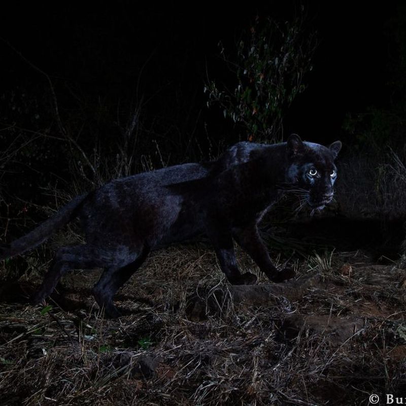 Extraordinary Rare Photos Show Stunning Black Panther in African