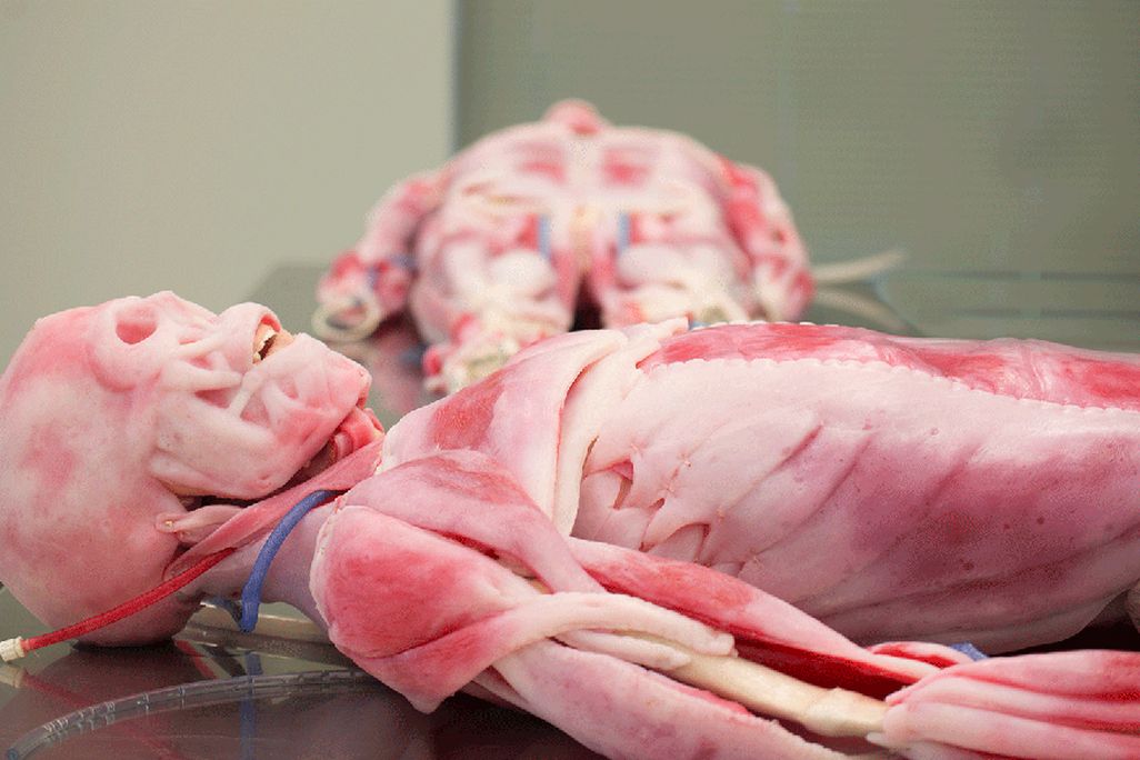 SynDaver-Main.jpg