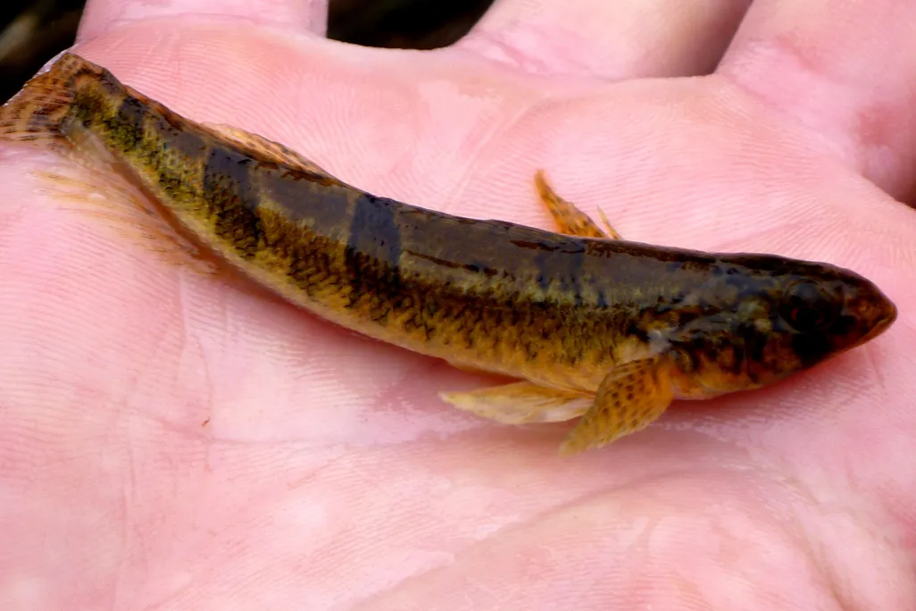 Snail Darter