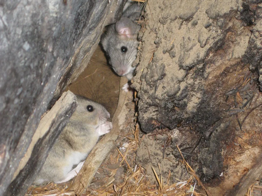 From Ancient Seeds to Scraps of Clothing, Rats’ Nests Are Full of Treasures