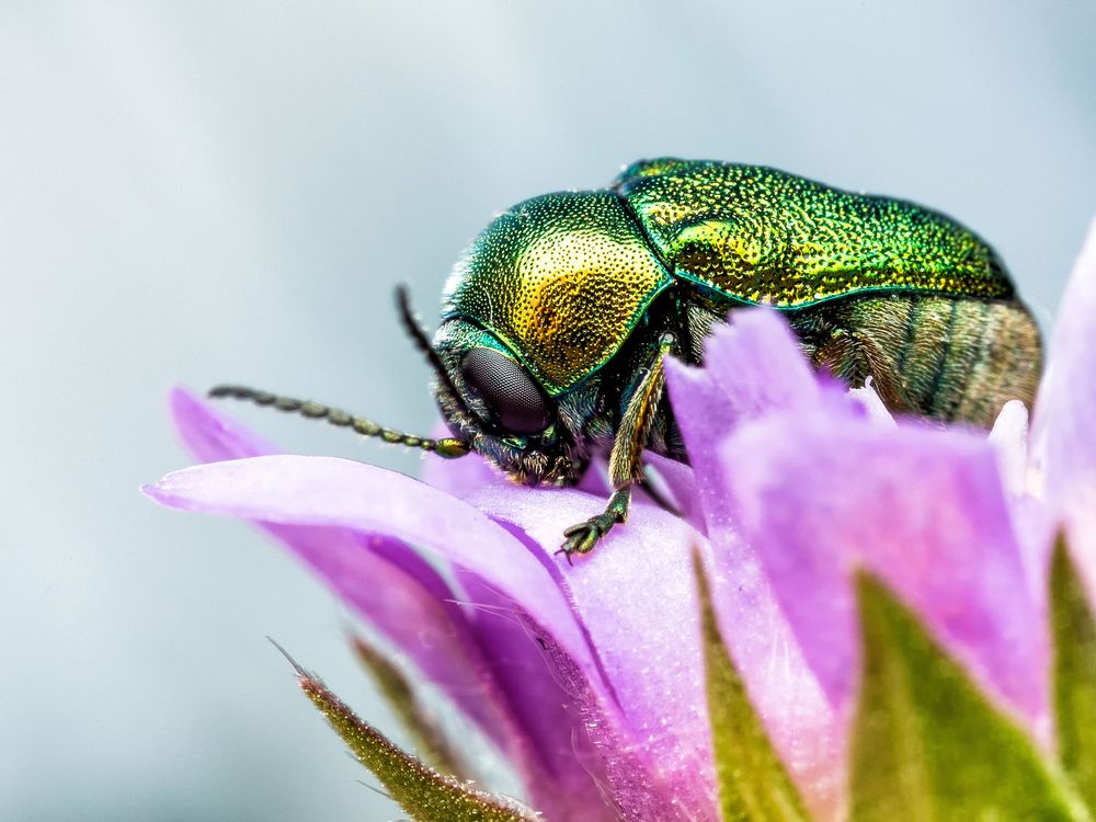 Green Beetle