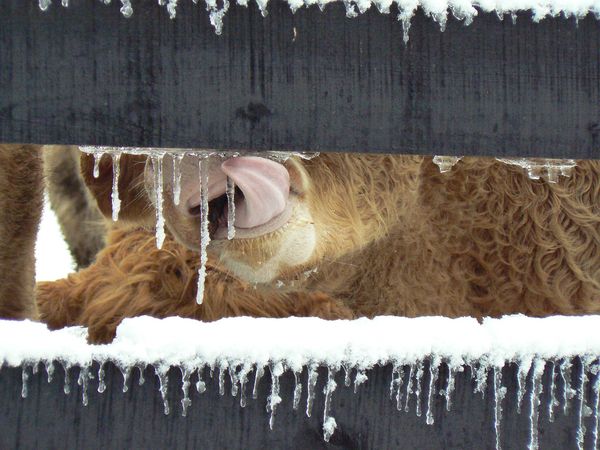 A cow licking icicles off a fence thumbnail
