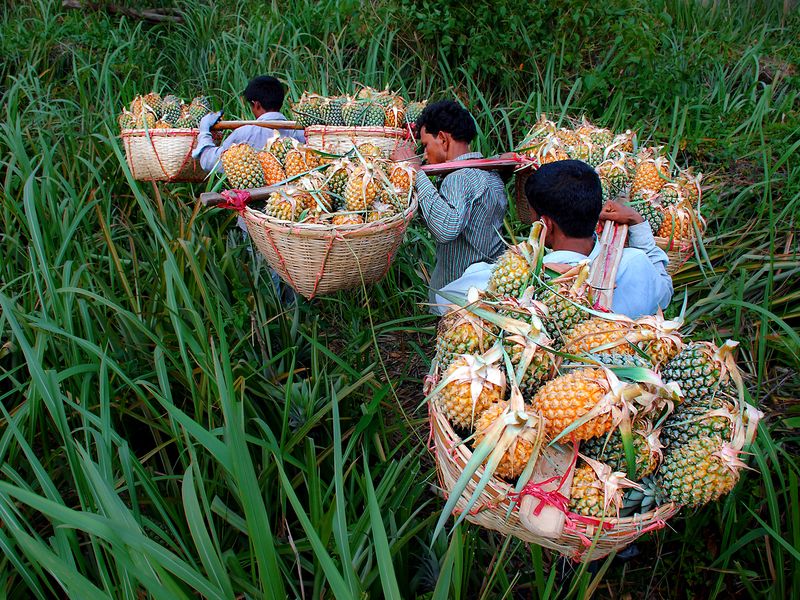 Pineapple harvest time Smithsonian Photo Contest Smithsonian Magazine
