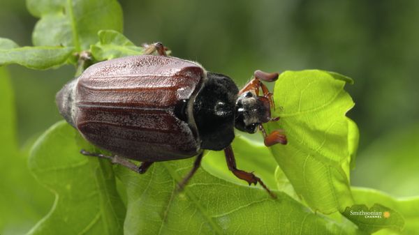 Preview thumbnail for Why Beetles Are Such an Evolutionary Success