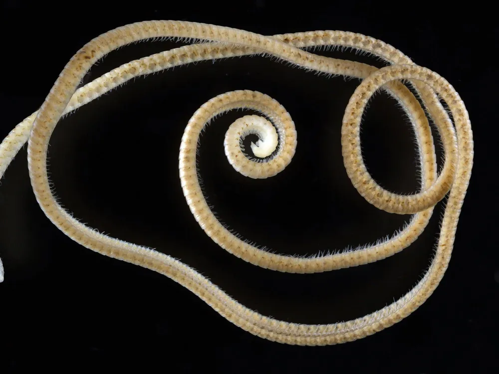 A long pale millepede coiled on a black backdrop