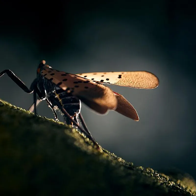 Can Scientists Stop the Plague of the Spotted Lanternfly?, Science
