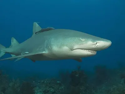 A new study suggests that the lemon shark, pictured here, is a better analogue for the megalodon&#39;s size than a great white.