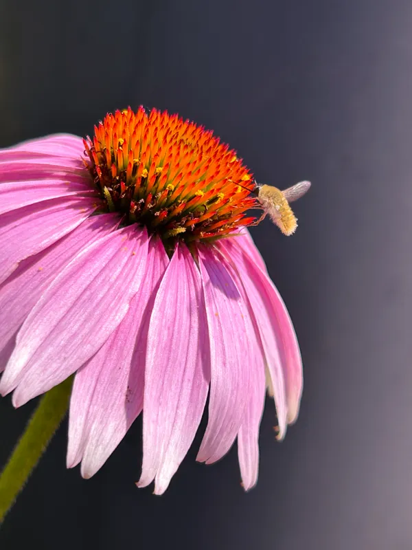 Tiny bee on a Pink Coneflower thumbnail