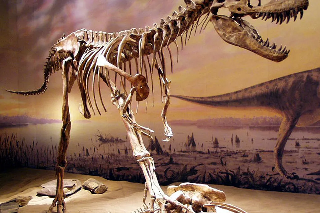 20110520083236Albertosaurus-Tyrrell-museum.jpg