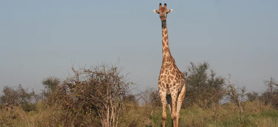  Giraffe grazing the Savuti area 